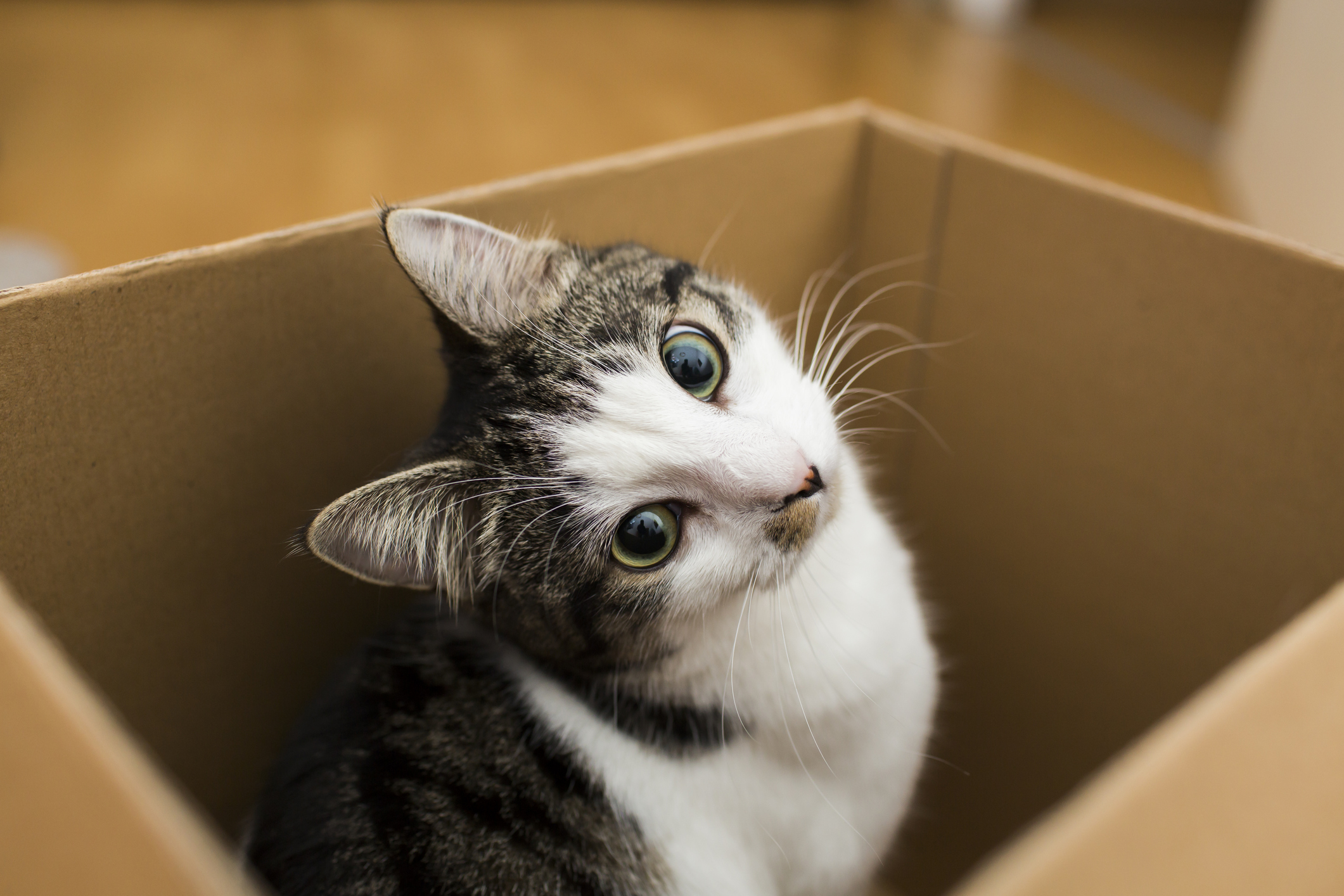 5 Tips for Moving When You Have Cats