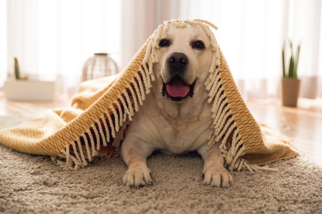 dog under a rug