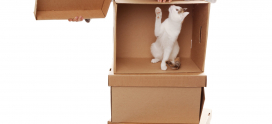 Moving with Pets – Good Tips to Consider