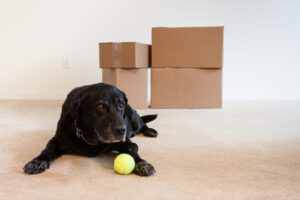 Black labrador laying on carpet in front of moving boxes as it looks at a yellow tennis ball.