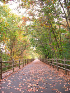 Forest view of fall foliage in Connecticut with a rustic wooden fence on each side of the the paved path.